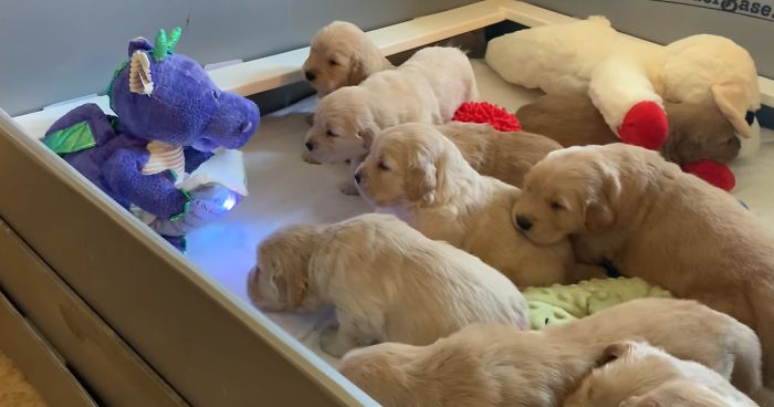 Golden Retriever Puppies Mesmerized By Storytelling Dragon Toy.