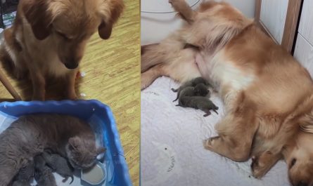 Golden Retriever Sees Cat Nursing Her Kitties, Mimics Being A Mama