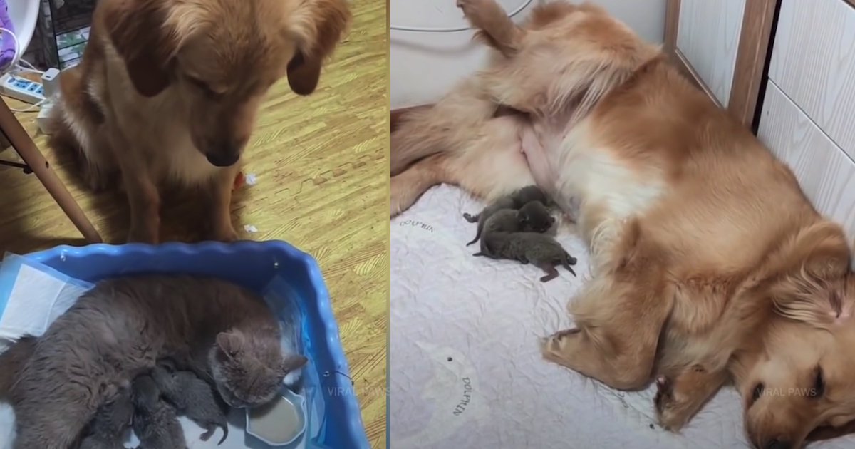 Golden Retriever Sees Cat Nursing Her Kitties, Mimics Being A Mama
