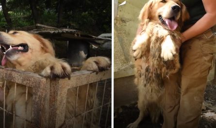 Golden Retriever Spent The First 5 Years Of His Life In A Small Muddy Pen