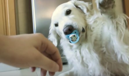 Golden Retriever won't give up the pacifier, throws a fit like a baby