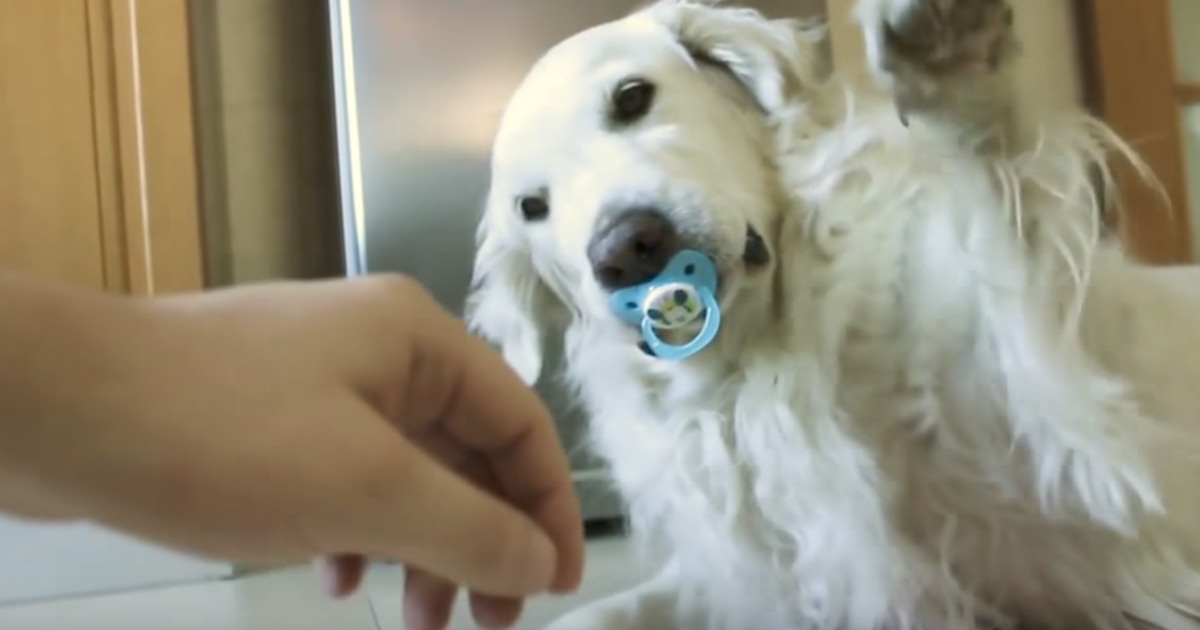 Golden Retriever won't give up the pacifier, throws a fit like a baby