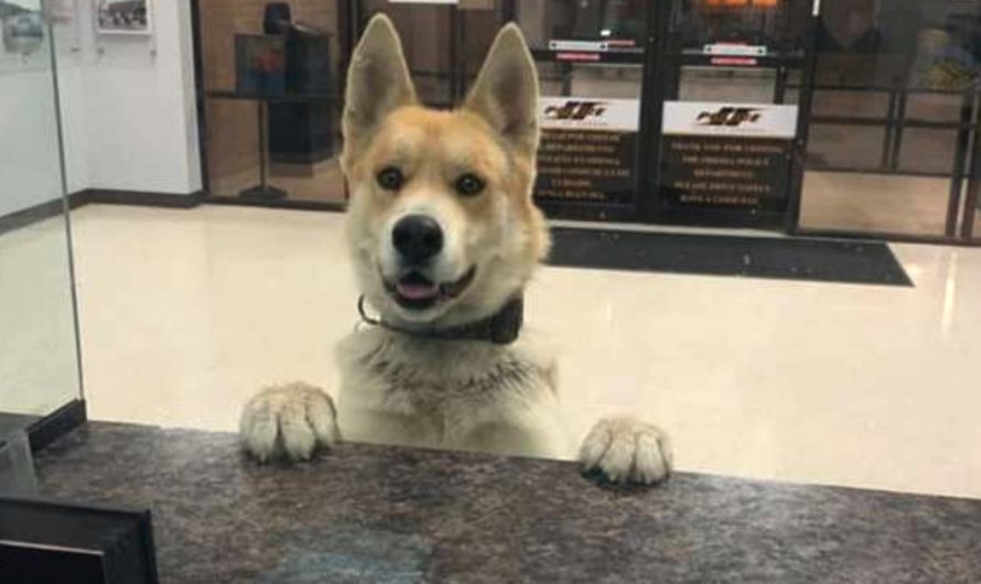 Great Boy Appears To The Cops To Report A Missing Dog Himself