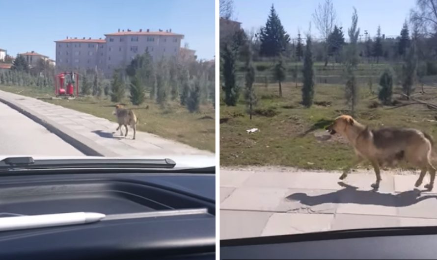 Guy Finds Dog Carrying A Bowl Down The Road And Follows Her