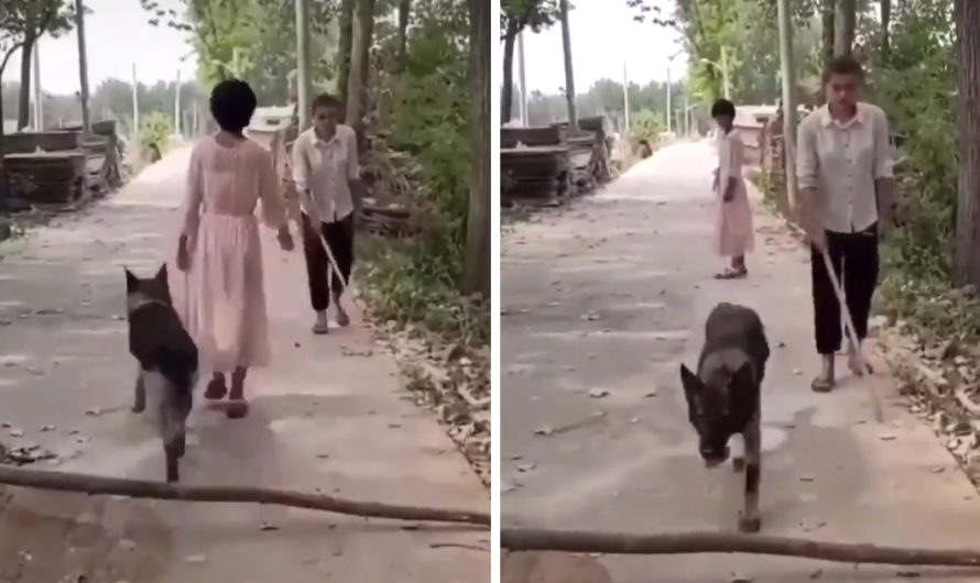 Helpful Dog Believes To Move Fallen Tree Part For Oncoming Blind Guy