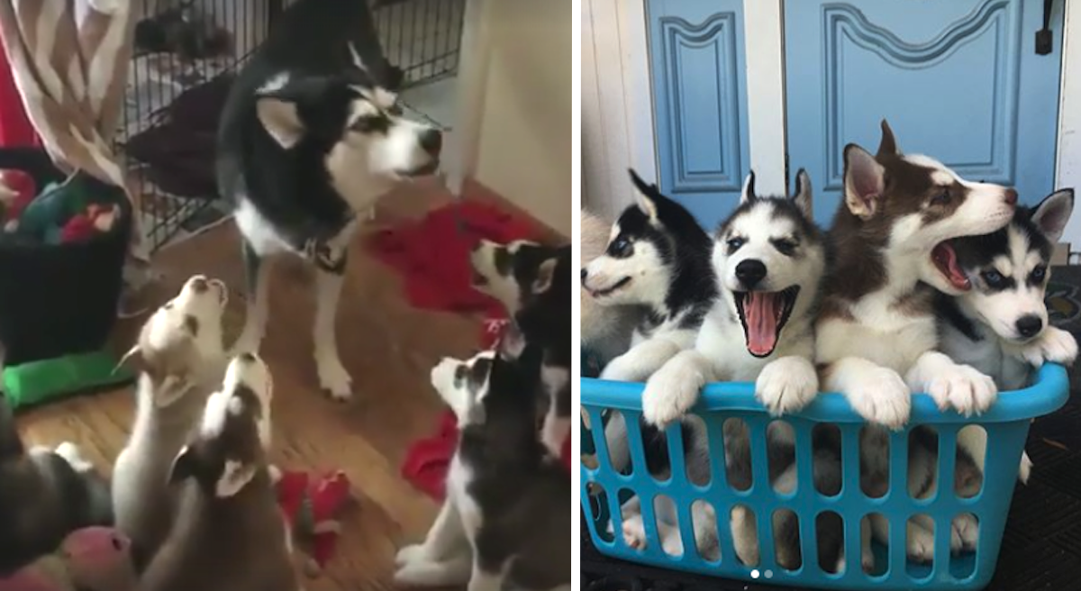 Husky Mom Leads Adorable Session To Teach Her Puppies To Howl