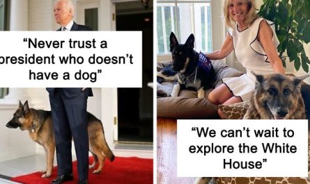 Joe Biden's Dogs Have Twitter And Instagram Accounts And Also The Content Is Wholesome.