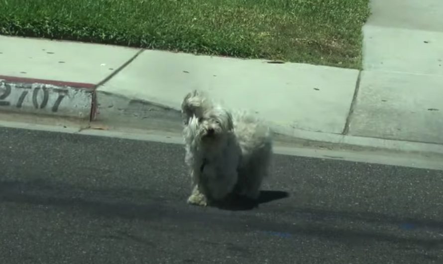 Little Dog Runs Away From House To Find His Girlfriend, Gets Lost