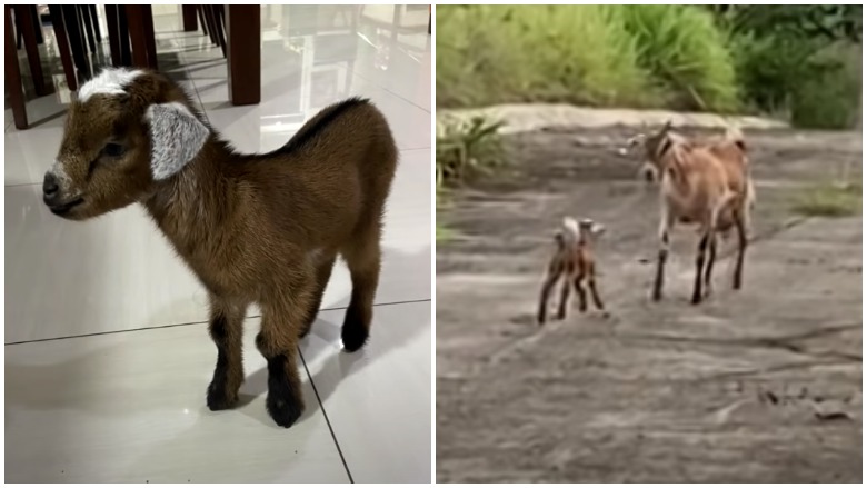 Lost Baby Goat Rescued From A Pit Sees His Family Again, Runs To Mom