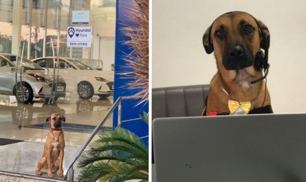 Lost Dog Maintains Coming Back To Car Dealership Till They Give Him A Job