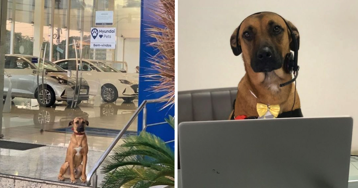 Lost Dog Maintains Coming Back To Car Dealership Till They Give Him A Job