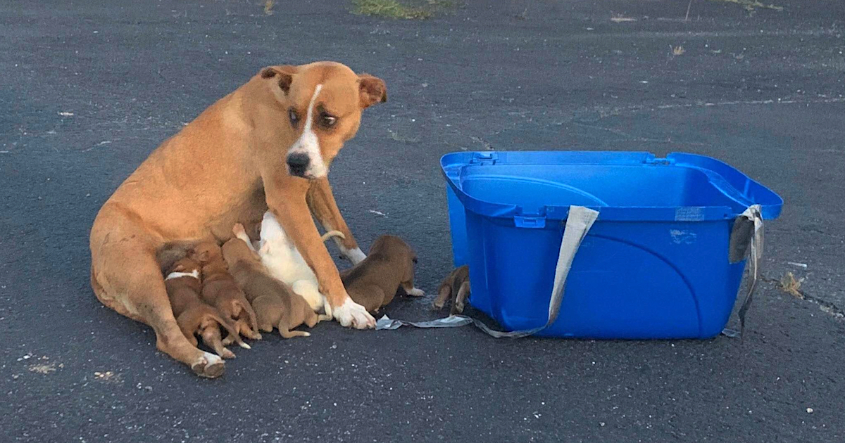 Mama Dog And Her 9 Puppies Found Abandoned In A Church Parking Lot.