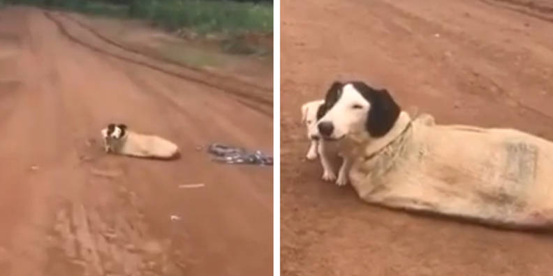 Mama Dog And Her Puppies Locate Tied Up In A Sack In The Middle Of No place