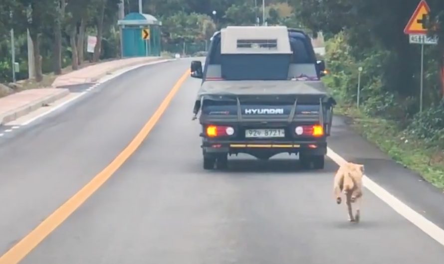 Mama Dog Chases The Truck That Took Her Puppies