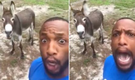 Man Begins Singing Lion King Style, Donkey Comes Up From Behind And Joins Him