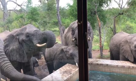 A guy staying at the Arathusa Lodge in South Africa woke up one early morning to a sight he never ever believed he would certainly see.