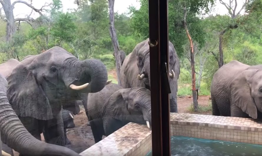 Man Gets Up One Early Morning To See Elephants Drinking From The Swimming Pool