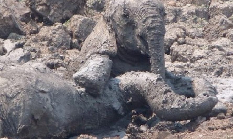 Mother & Baby Elephant Were Sinking Further Into The Mud When They Stepped in
