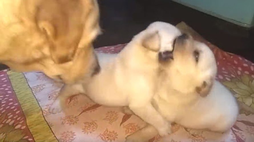 Mother Steps In And Scolds Pups For Over The Top Roughhousing