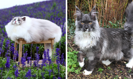 People Are Caring This Online Team That Is Dedicated To Sharing Pictures Of The Fluffiest Cats Ever