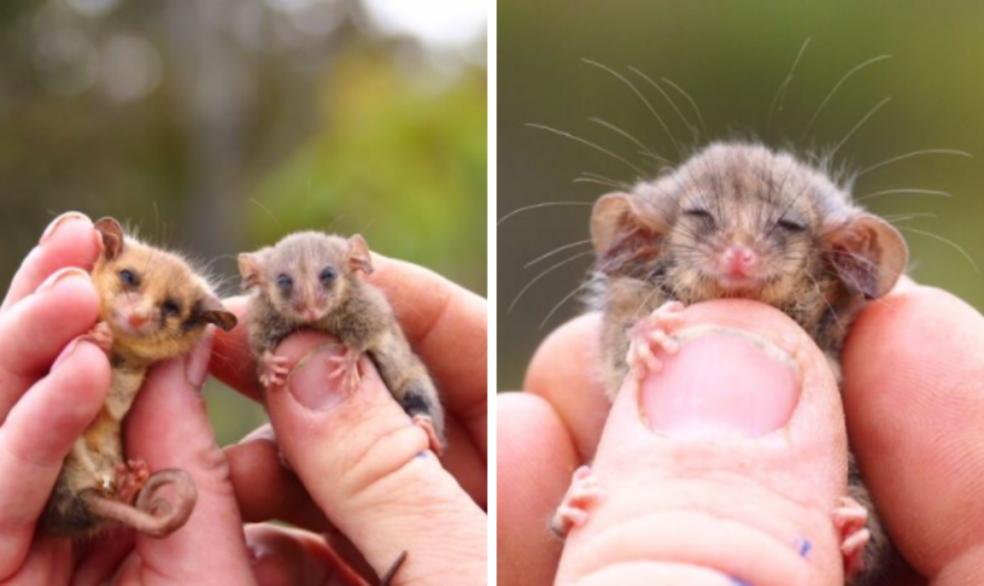 People Celebrating Over Rediscovery Of Rare Pygmy Possums Feared Erased By Bushfires