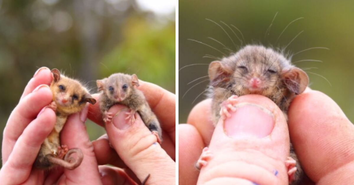 People Celebrating Over Rediscovery Of Rare Pygmy Possums Feared Erased By Bushfires
