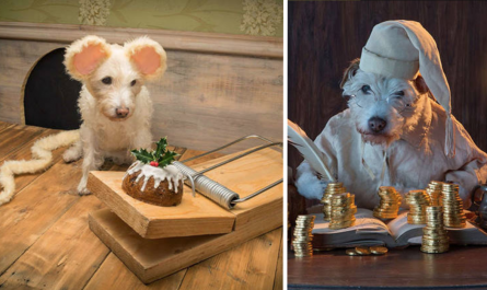 Yearly, UK Professional photographer Peter Thorpe dresses his dog up as a various character for the family vacation card.