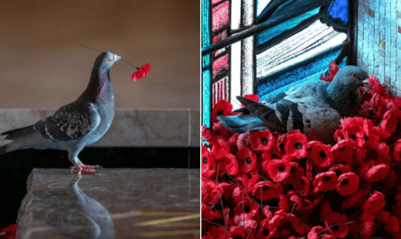 Pigeon Builds A Nest After Stealing Poppies From An Unknown Soldier's Tomb.