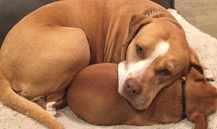 Pitbull Clings To Best Friend When Man Comes Shelter