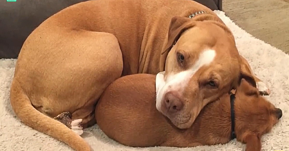 Pitbull Clings To Best Friend When Man Comes Shelter