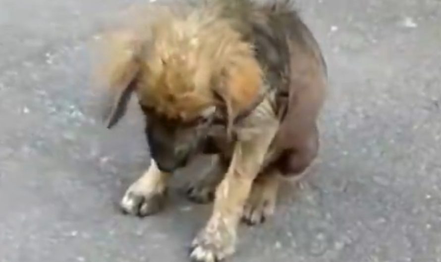 Pup Forced Out Of His House For Being Sick Hangs His Head In Shame