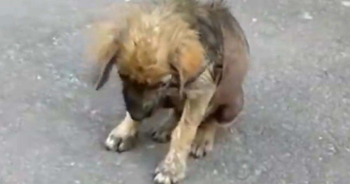 Pup Forced Out Of His House For Being Sick Hangs His Head In Shame