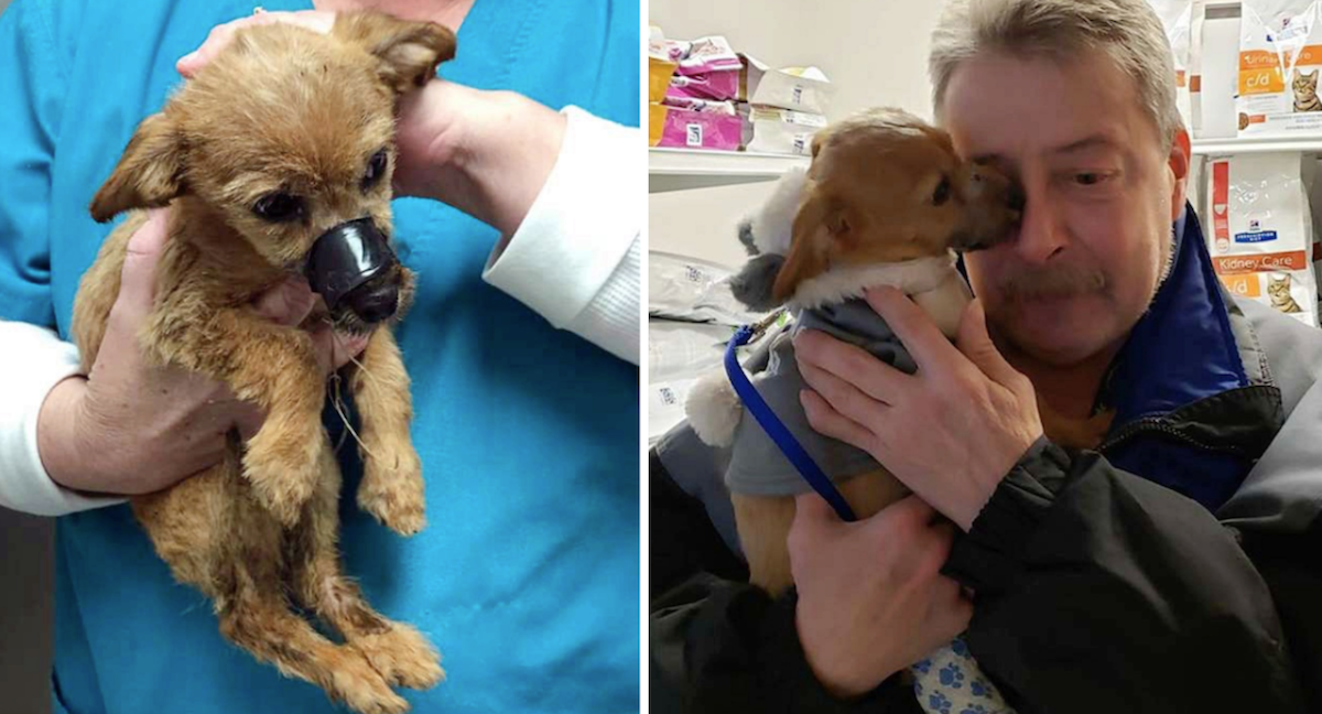Pup Found In Ditch With Muzzle Taped Shut Thanks The Man That Saved Him