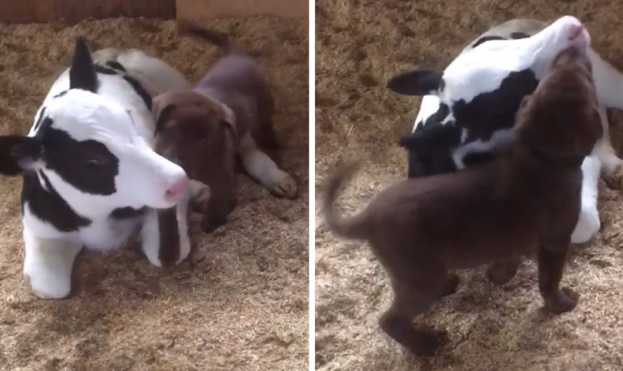 Small Puppy Satisfies Newborn Calf Bone, Smothers New Buddy With Kisses