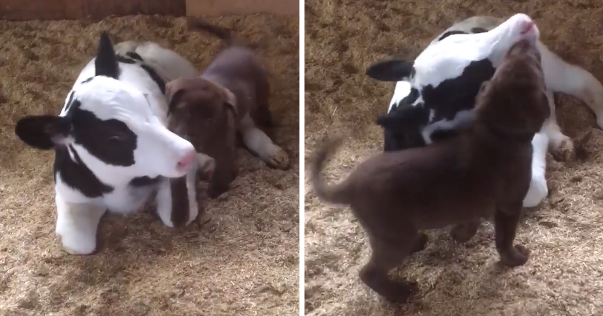 Small Puppy Satisfies Newborn Calf Bone, Smothers New Buddy With Kisses