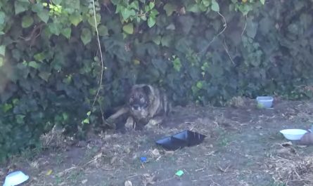Someone Abandoned A Senior German Shepherd With Issues Due To Bad Breeding.