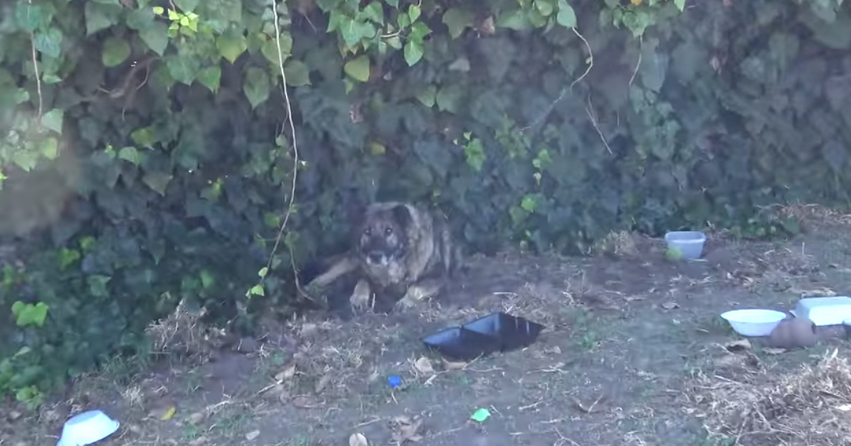 Someone Abandoned A Senior German Shepherd With Issues Due To Bad Breeding.