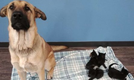 Stray Dog Found Shuddering In The Snow Maintaining Orphaned Kittens Warm And Comfortable