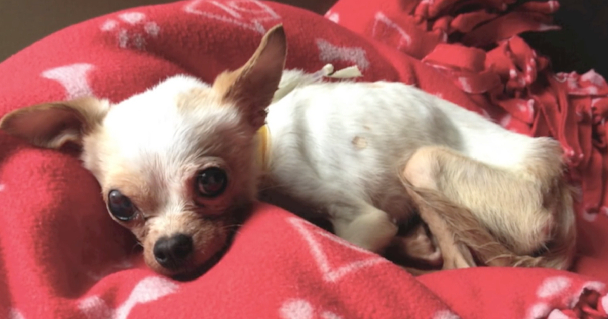 Tiny Chihuahua Dropped Off At The Shelter Was Also Weak To Even Sit Up