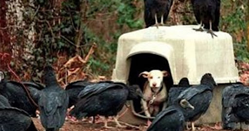 When The Vultures Collected, The Neighbors Then Recognized The Pup Was Sick & Dying