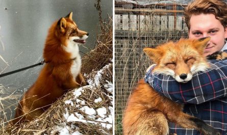 Below's a story about Woody the fox, and Yaroslav, his loving owner. Woody practically ended up on someone's collar: he was increased on a fur farm and also was predestined to be slain commercial. In 2015, Yaroslav showed up and obtained him away from there.