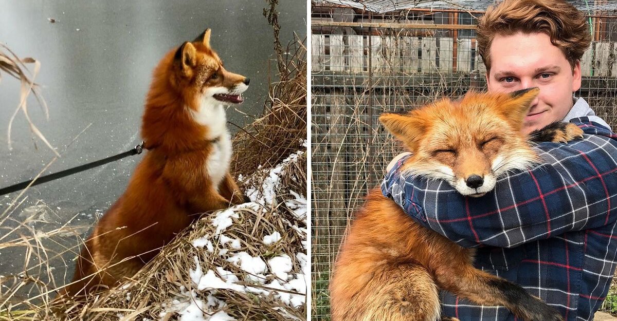 Below's a story about Woody the fox, and Yaroslav, his loving owner. Woody practically ended up on someone's collar: he was increased on a fur farm and also was predestined to be slain commercial. In 2015, Yaroslav showed up and obtained him away from there.