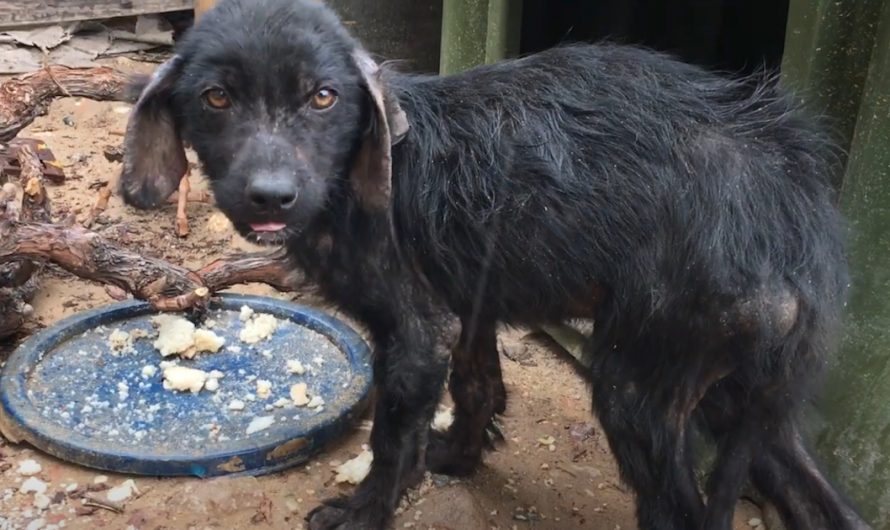Without Vet Where He Comes From, Stray Pup Kept Obtaining More And More Sick
