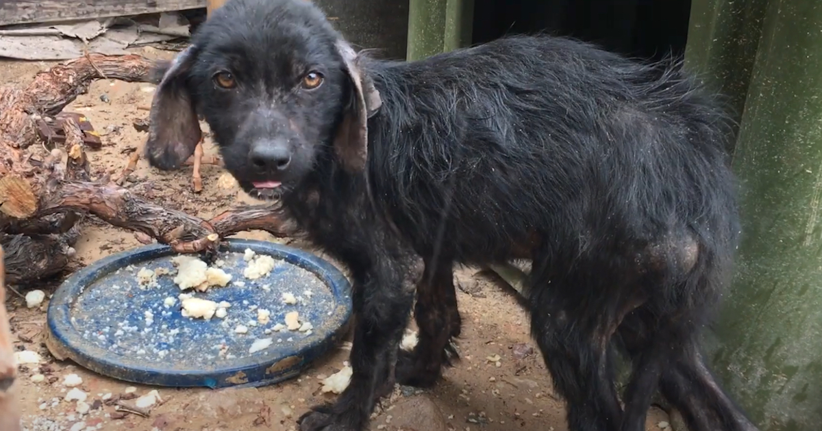 Without Vet Where He Comes From, Stray Pup Kept Obtaining More And More Sick