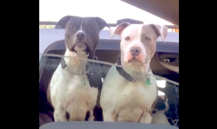 Woman Rolls Down Home Window To Say Hi To Dogs At Traffic Stop, One More Friend Pops Up