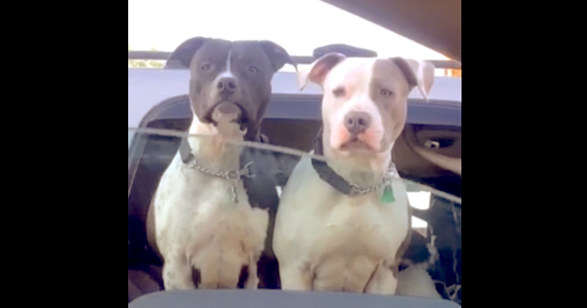 Woman Rolls Down Home Window To Say Hi To Dogs At Traffic Stop, One More Friend Pops Up