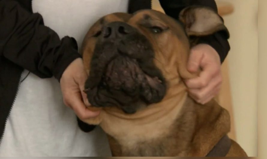 Woman Wakes Up And Discovers An Intruder Snuggling With Her 120-Pound Guard Dog.