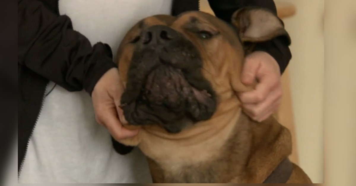 Woman Wakes Up And Discovers An Intruder Snuggling With Her 120-Pound 'Guard' Dog.