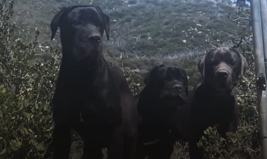 Woman’s Walking In The Mountains When She Comes Across 3 Huge Dogs