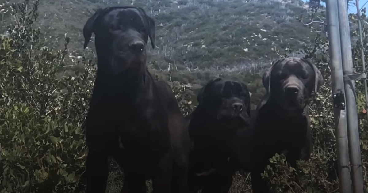 Woman's Walking In The Mountains When She Comes Across 3 Huge Dogs
